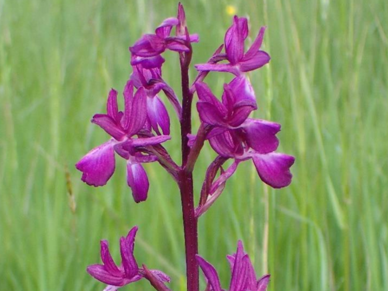 Orchis à fleurs lâches (Anacamptis pyramidalis) 