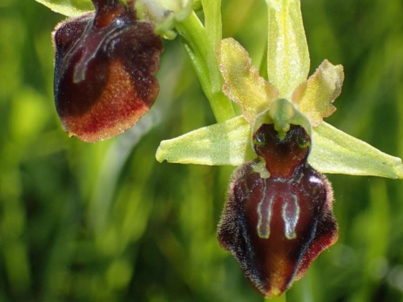 Ophrys araignée (Ophrys aranifera)