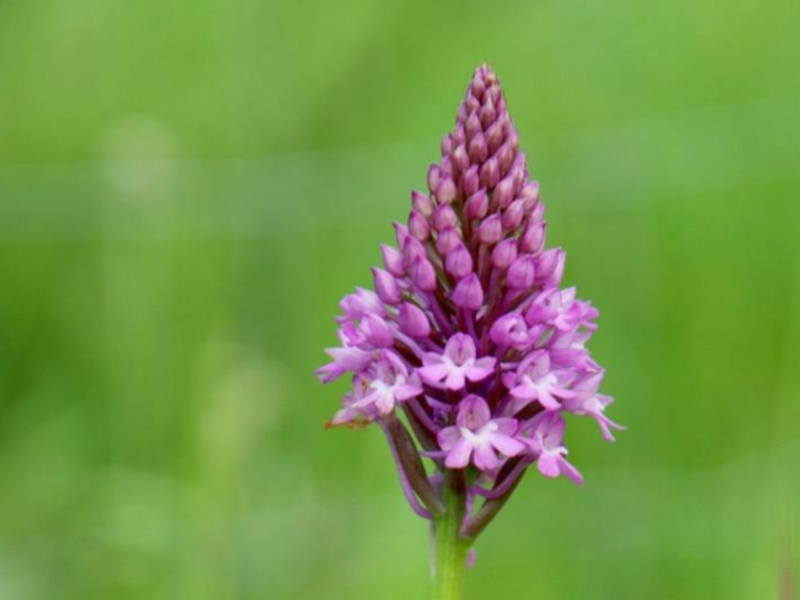 Orchis pyramidal (Anacamptis pyramidalis) 