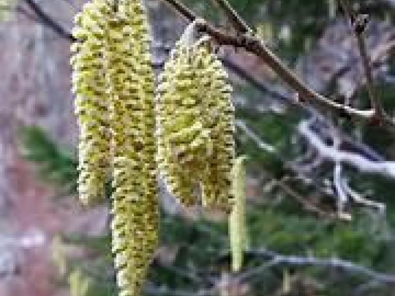 Chatons ou fleurs mâles 