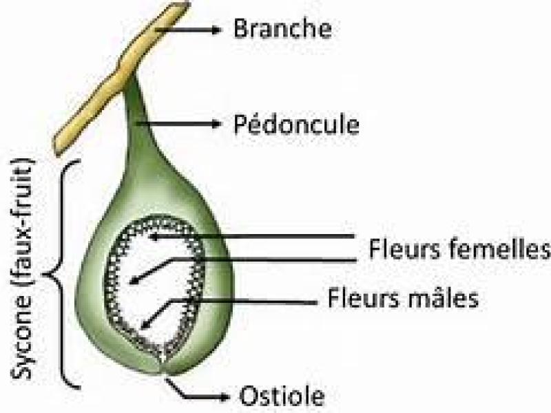 Schéma de la figue