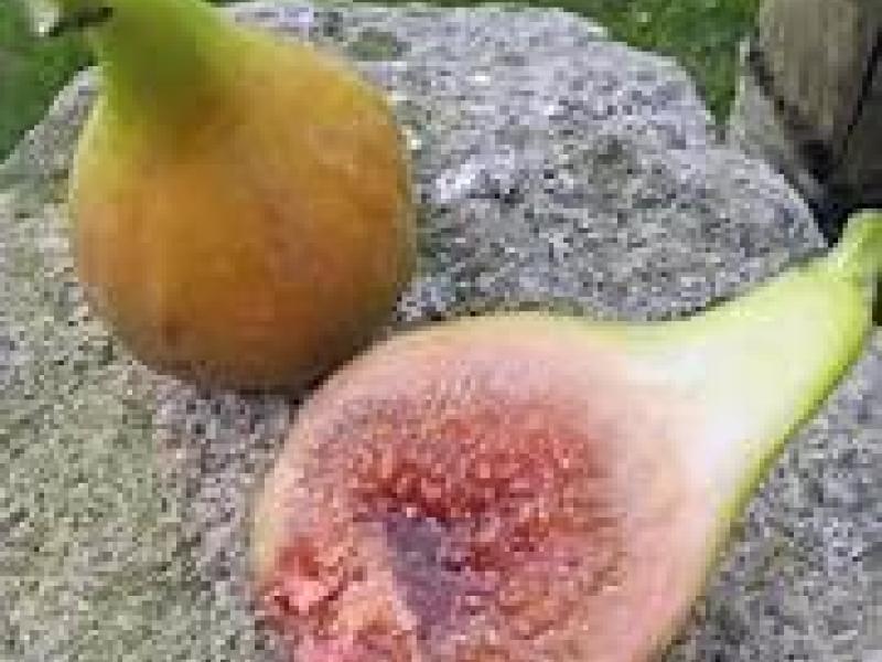 L'intérieur de la figue