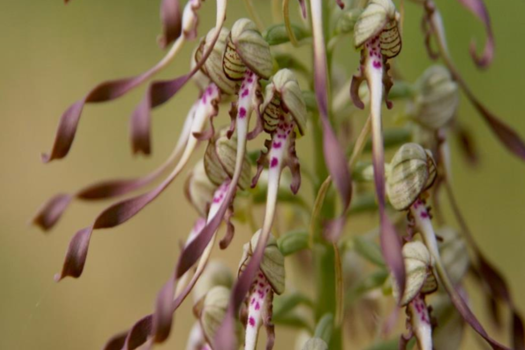 Orchis bouc (Himantoglossum hircinum) 